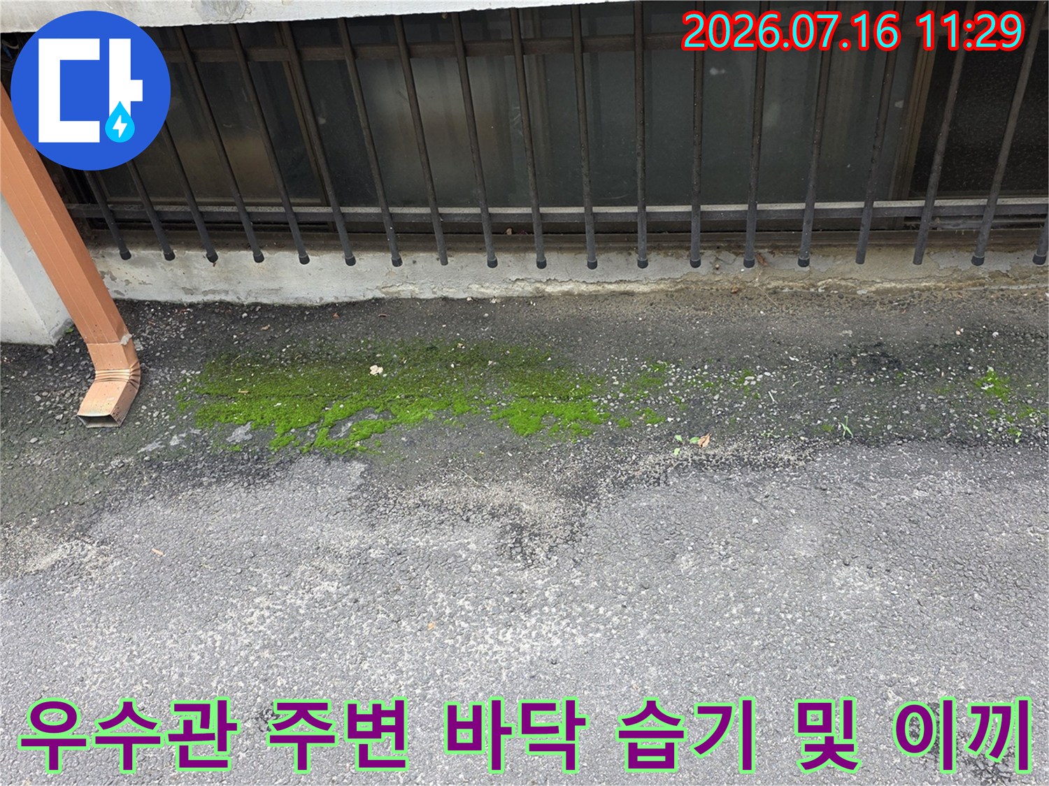 노출된 우수관과 바닥 접합부에 발생한 녹색 이끼 현장 사진