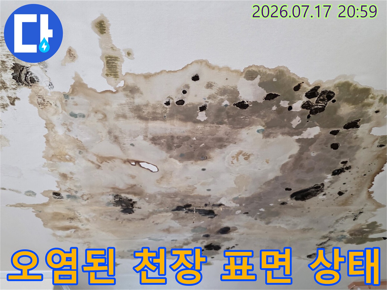 상부 배관 누수로 인해 아랫세대 천장에 대형 얼룩과 곰팡이가 발생한 모습