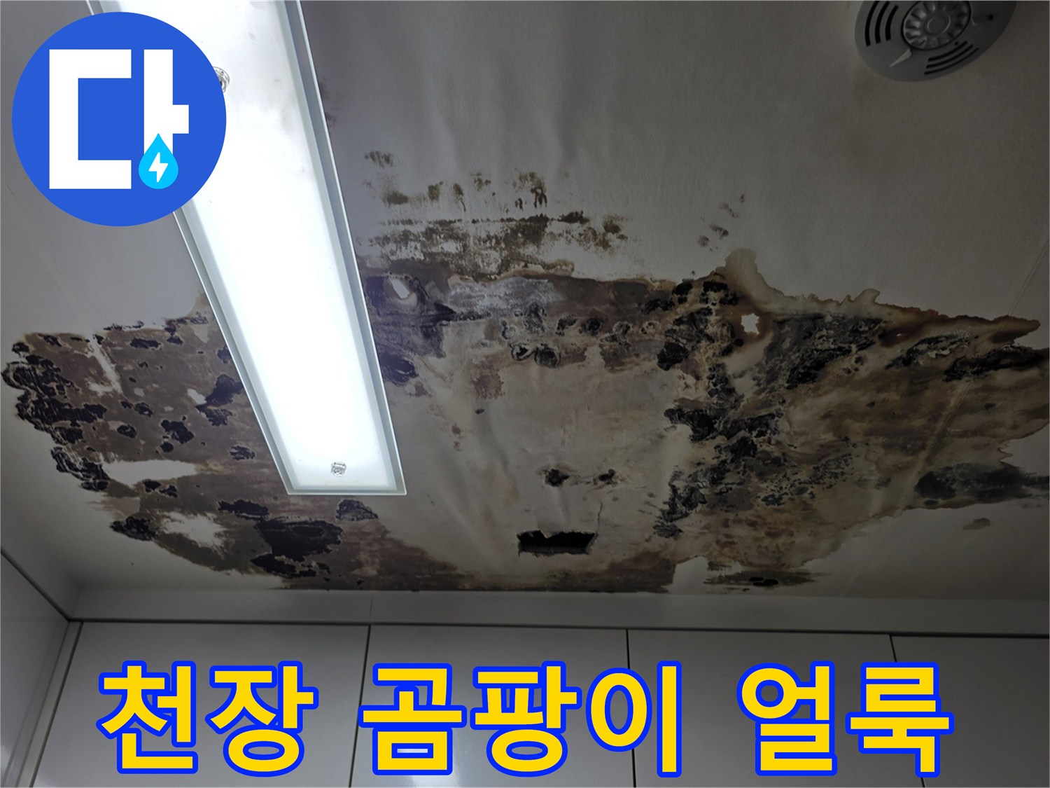 아파트 천장 패널에 발생한 심한 곰팡이와 누수 흔적