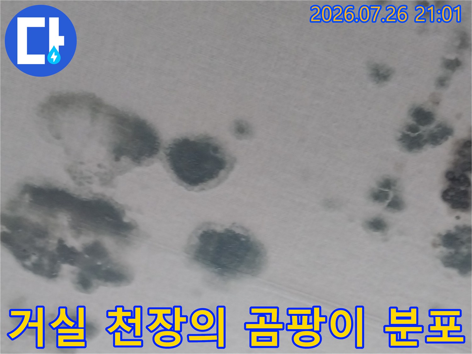 곰팡이가 번진 거실 천장 마감면의 누수 증상