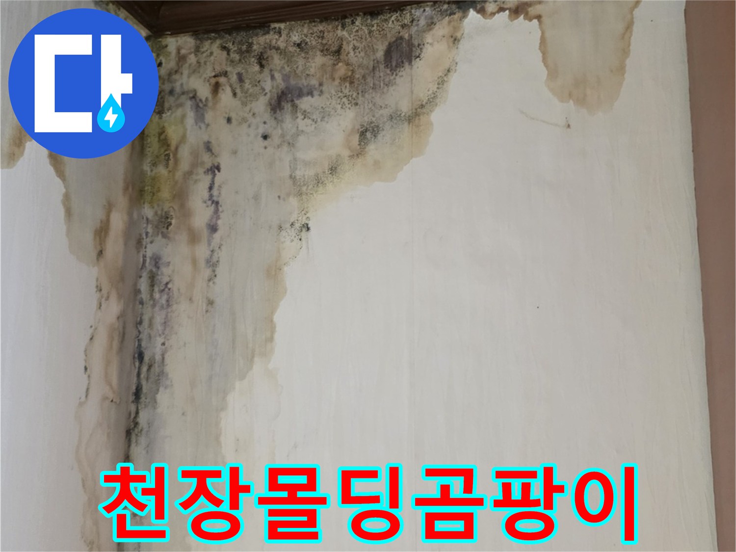 양천구 신월동 아파트-천장 몰딩 부근의 검은 곰팡이와 물자국 현상