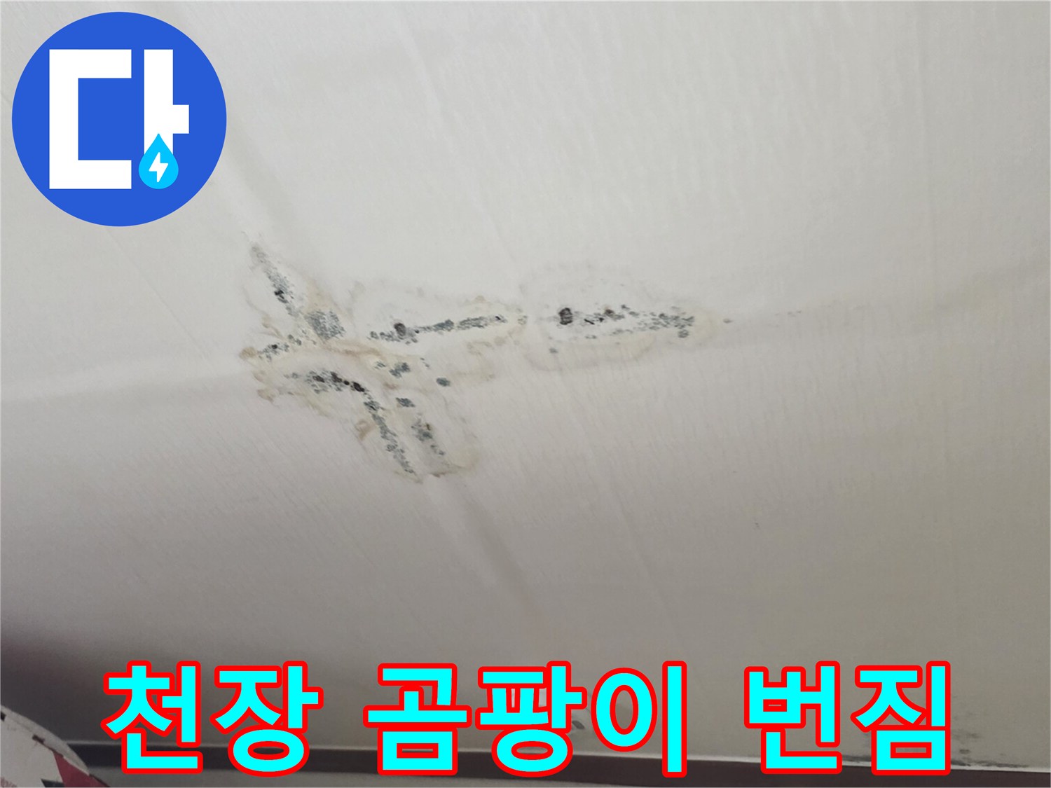 천장 중앙 부근에 발생한 불규칙한 모양의 곰팡이 얼룩