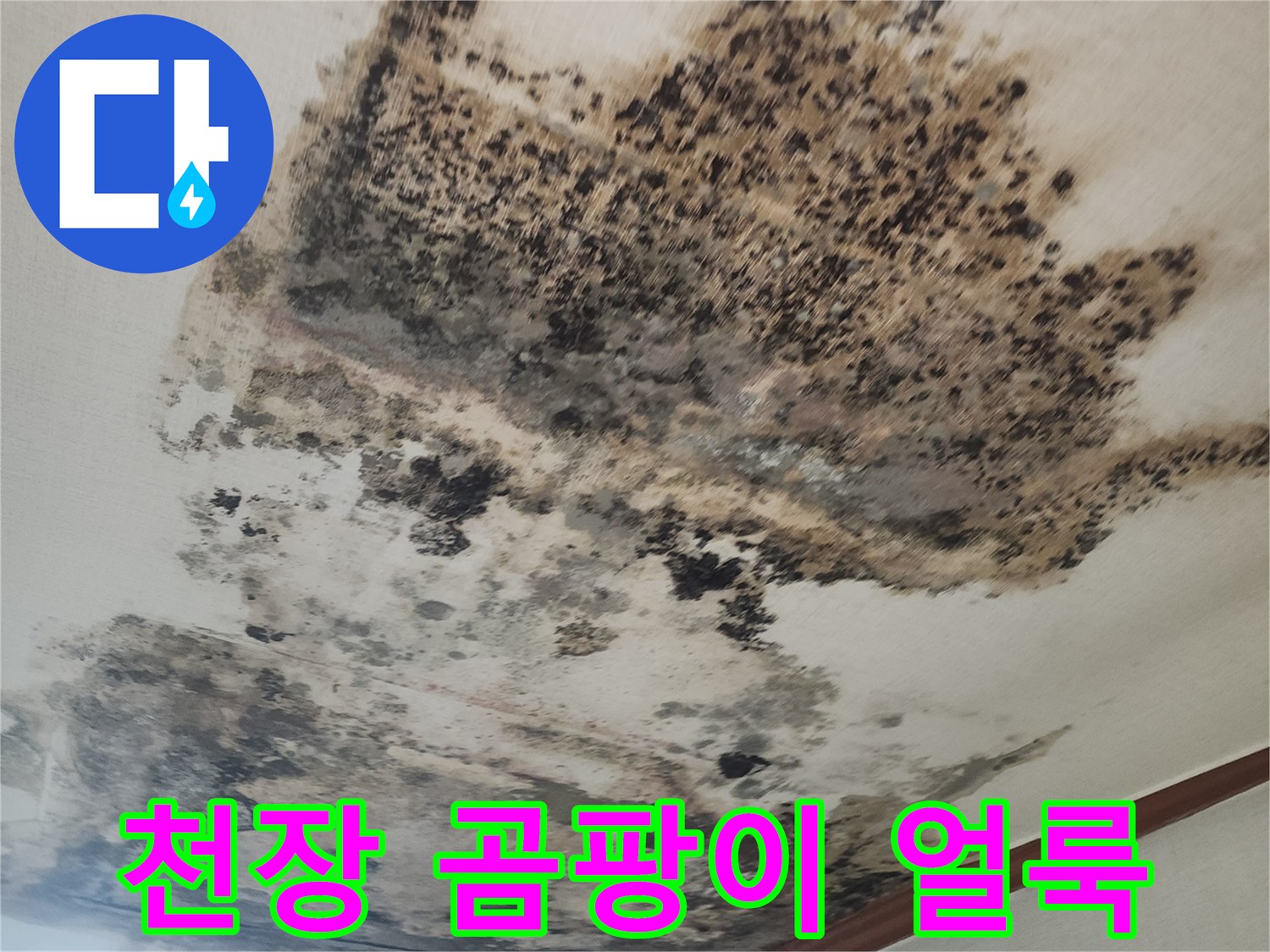 성북구 아파트 거로실 천장에 발생한 심한 곰팡이와 벽지 오염 상태