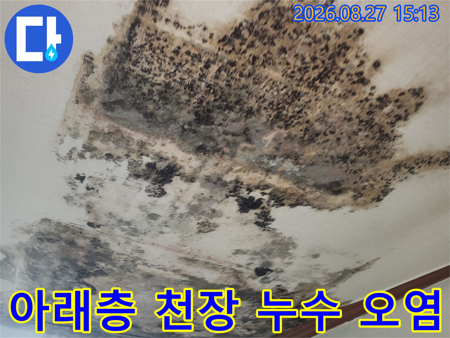 심하게 변색된 천장 벽지와 곳곳에 퍼진 곰팡이 흔적을 보여주는 사진입니다.