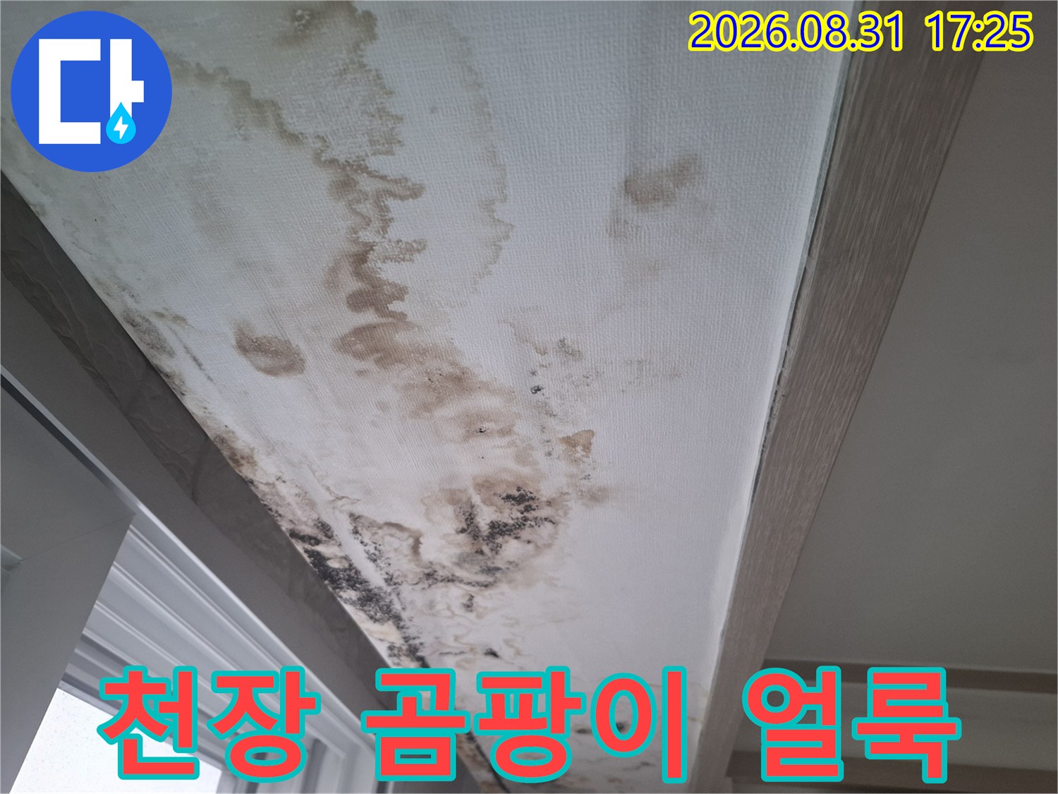 거실 천장 마감재에 발생한 광범위한 누수 흔적 및 곰팡이 오염