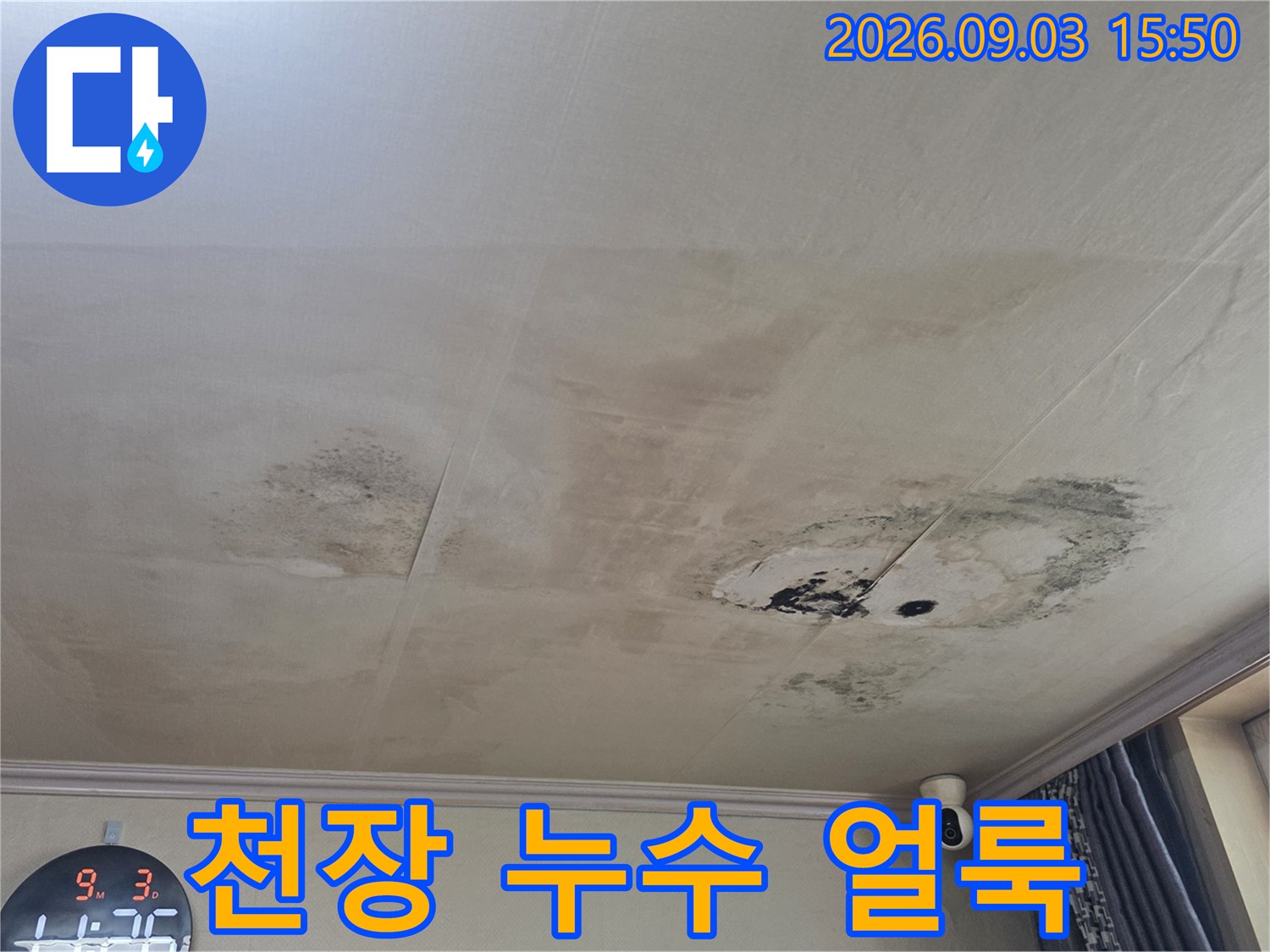 철원군 서면 거실 천장의 넓은 누수 얼룩과 곰양 형성 상태