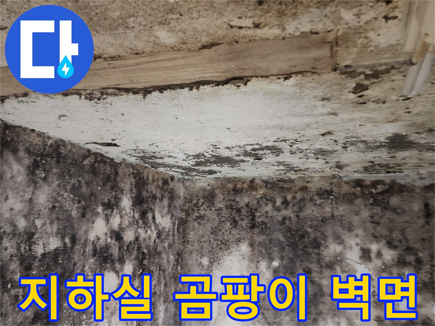 서초구 염곡동 지하실-벽면에 광범서하게 퍼진 곰팡이와 습기 상태
