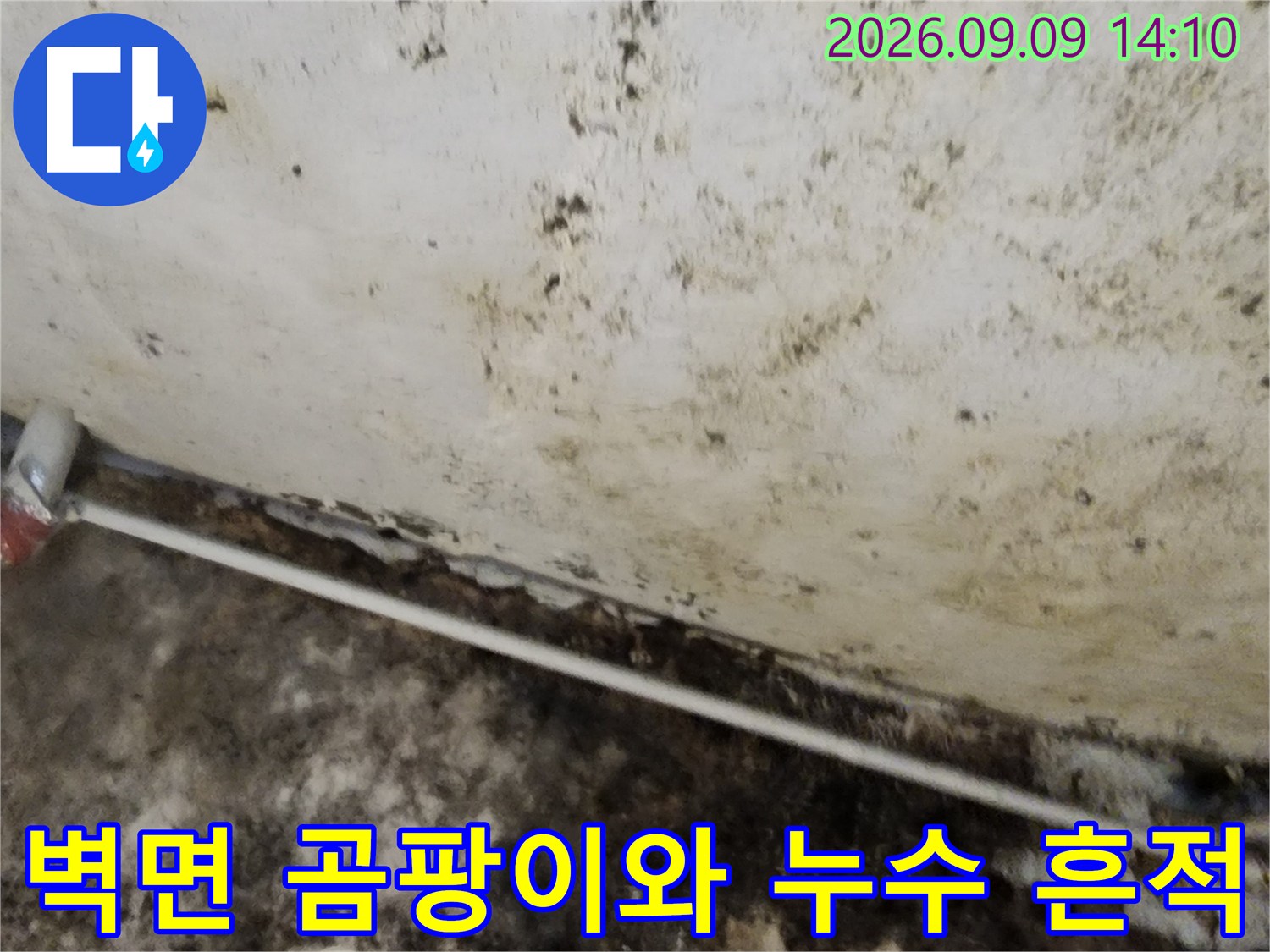 심하게 오염된 지하실-천장과 벽면의 곰팡이 발생 상태