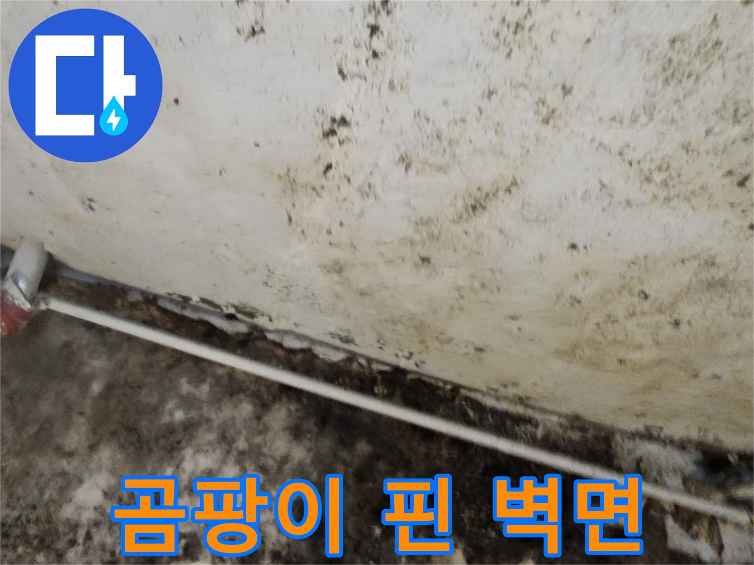 심한 곰팡이가 발생한 지하실 내부 벽면의 오염된 모습